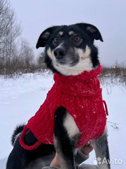 Ласкуша для семьи