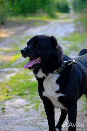 Алабай в дар