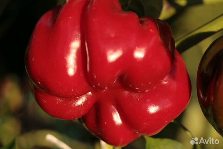 Семена перца ратунд (Болгария) 10сем