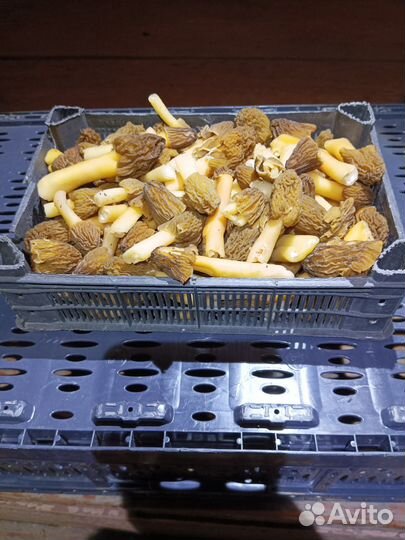 Грибы сморчки