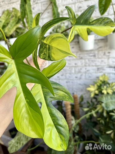 Филодендрон маска вариегатная