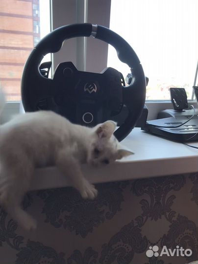 Кошка в дар