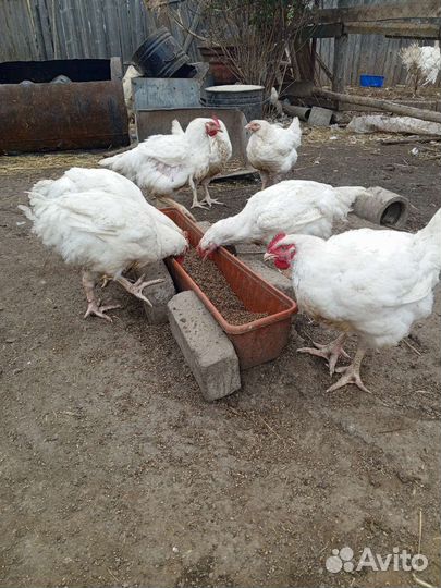 Продам мясо индюков