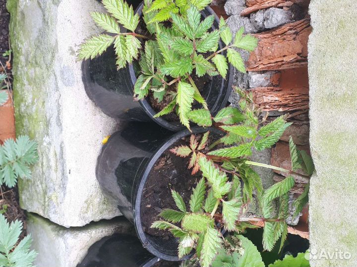 Тибетская малина саженцы