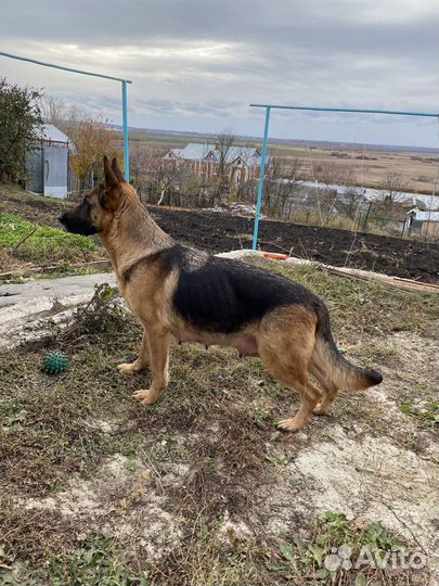 Щенки немецкой овчарки