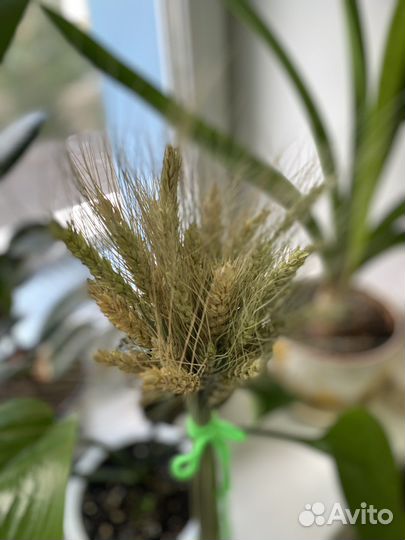 Сухоцветы букет