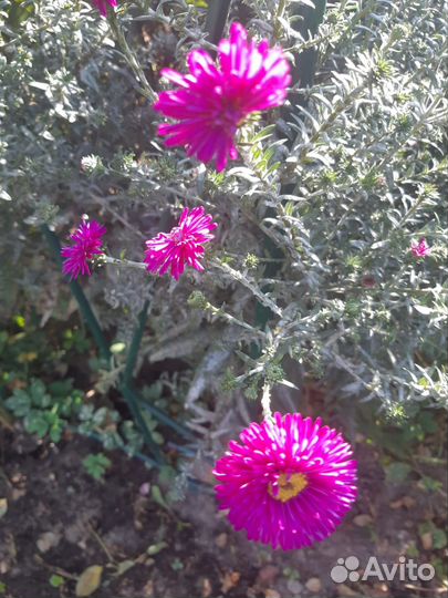 Астра осенняя