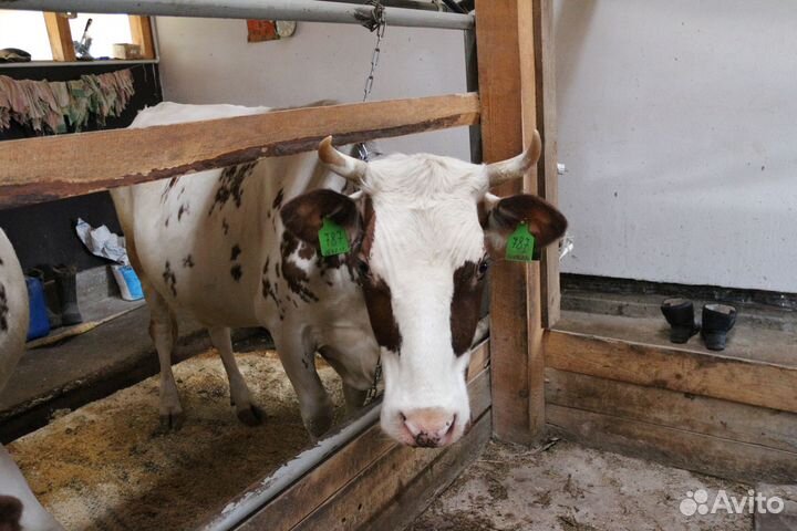 Коровы дойные молочные