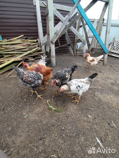 Петушки 3 месяца