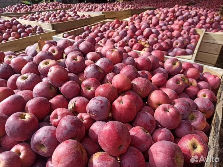 Яблоки сорта 