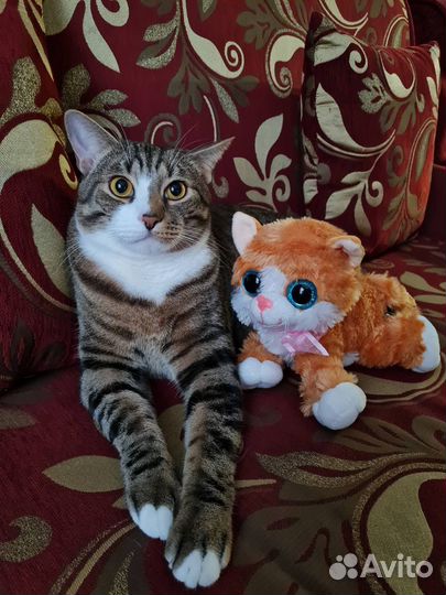 Отдам кота в добрые руки