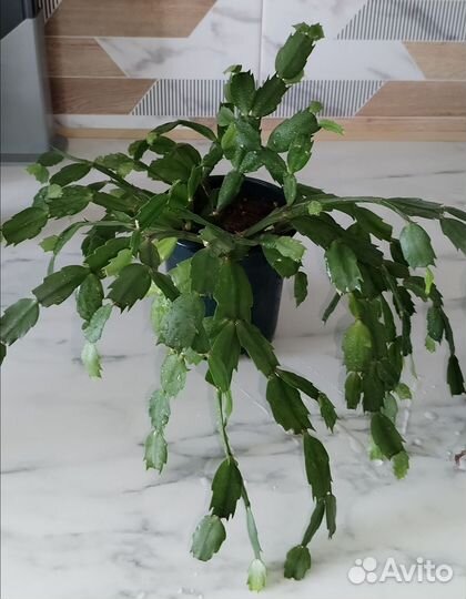 Декабрист шлюмбергера