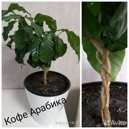 Комнатные цветы