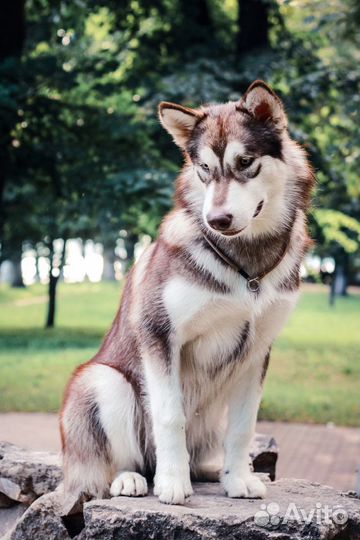 Собачья шерсть (Аляскинский маламут)