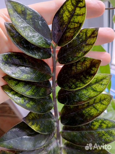 Замиокулькас вариегатный Чёрный Изумрудный Блэк