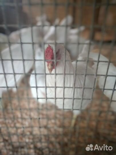 Молодые петушки