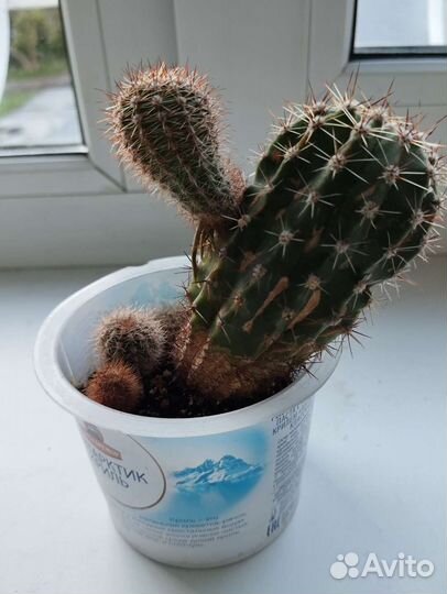 Кактус опунция