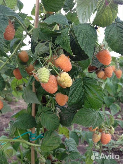 Саженцы плодовых деревьев и кустарников