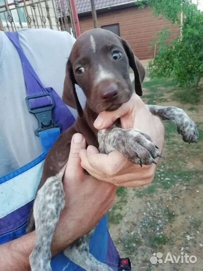 Щенки курцхаара