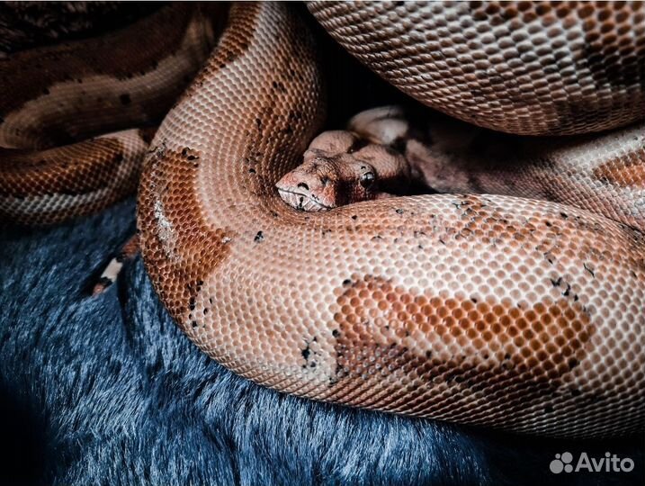 Императорские удавы