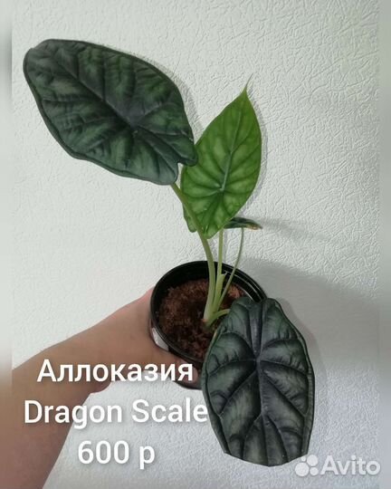Аллоказии
