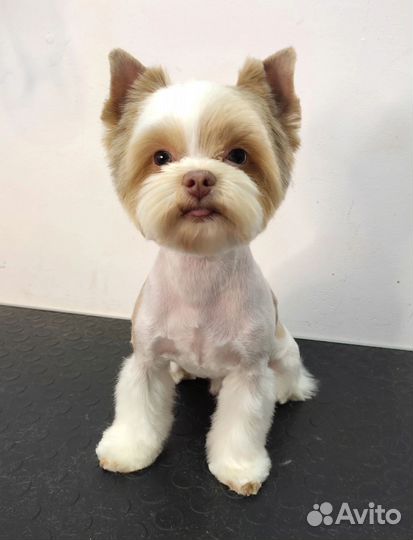 Стрижка собак, кошек. Курсы груминга. Обучение