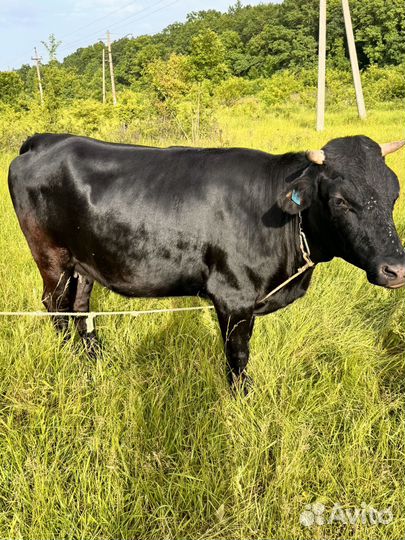 Корова дойная и 2 телки