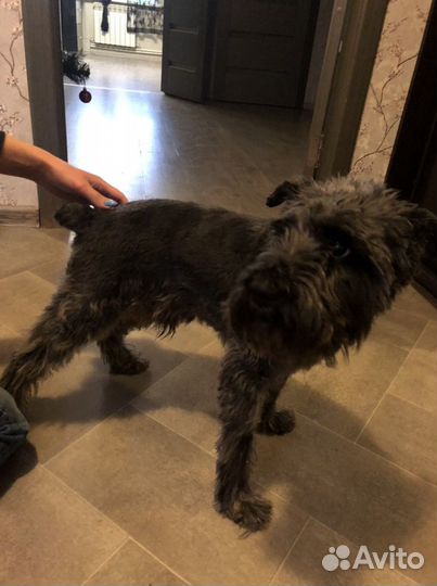 Стрижка кошек и собак(груминг) с выездом на дом