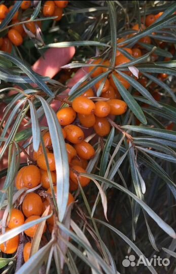 Облепиха саженцы
