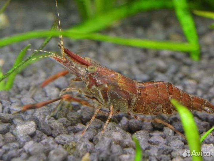 Прополка аулофорус трубочник Изя инфузория