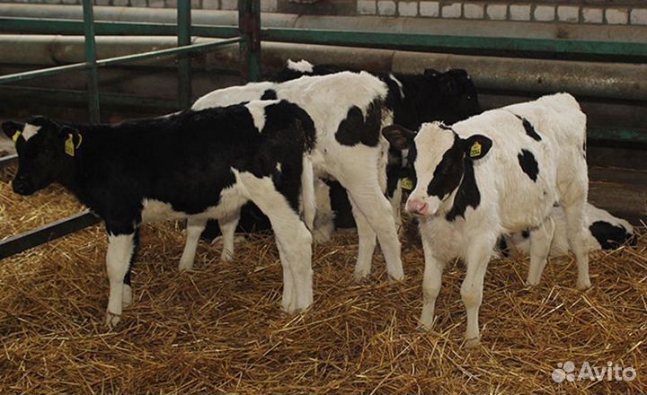 Телята бычки