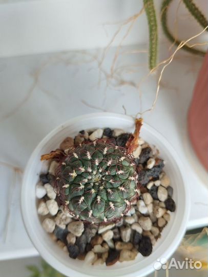 Продам кактус Sulcorebutia pulchra v. albiareolata