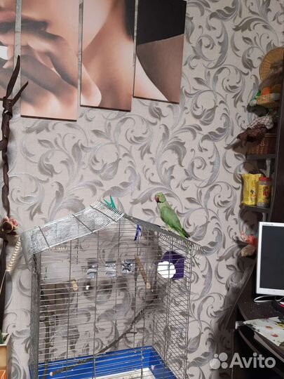 Попугай 
