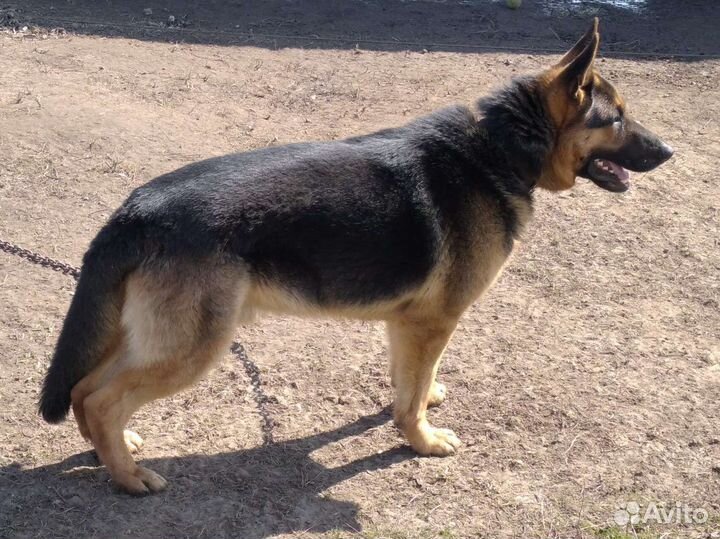 Вязка немецкая овчарка