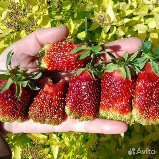 Усы клубники купчиха