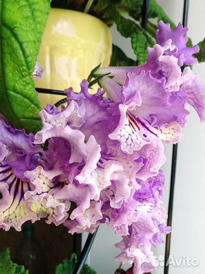 Стрептокарпусы