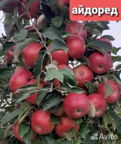 Саженцы