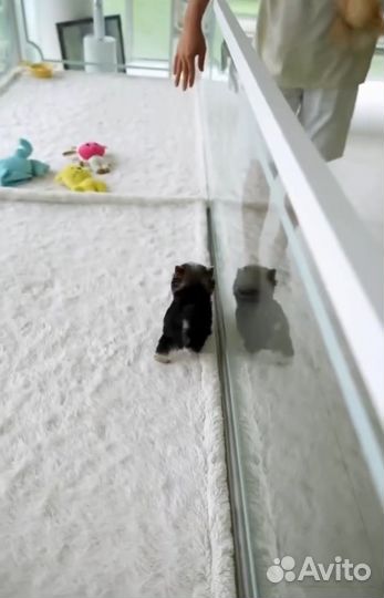 Йоркширский терьер микро