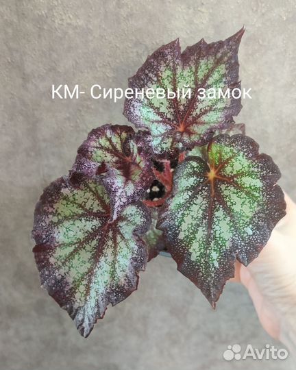 Бегония декоративно лиственная