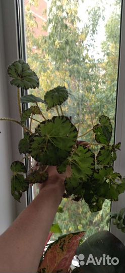 Домашние растения