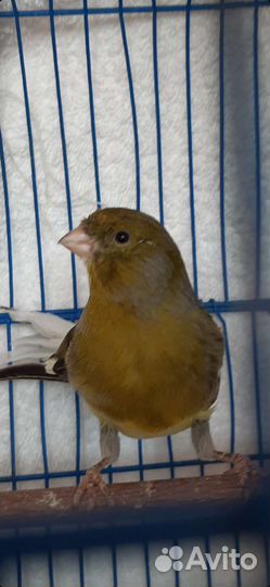 Кенара певчие