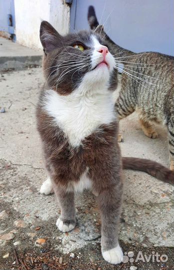 Котик ищет дом