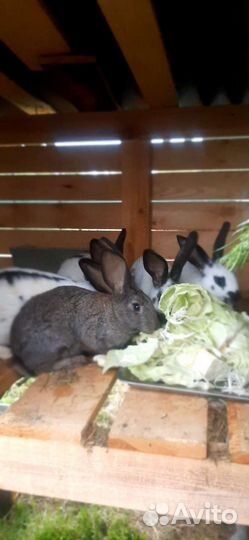 Кролики на племя