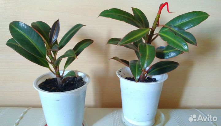 Фикусы, Шефлера, Колонхоэ