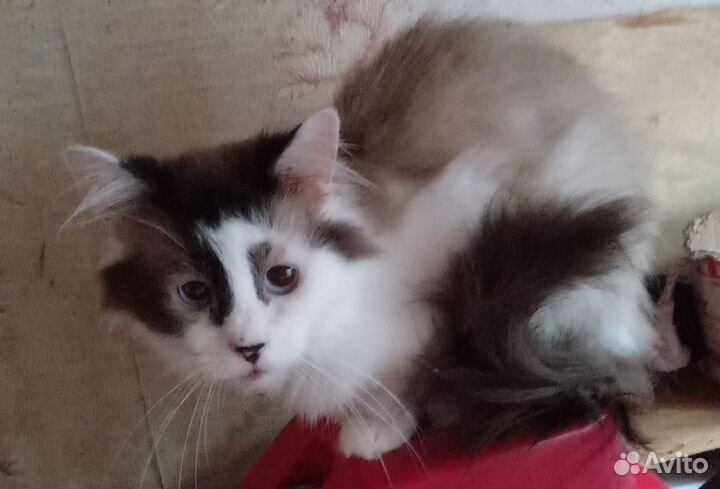 Котик подросток породы священная бирма