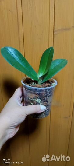 Орхидеи бабочки