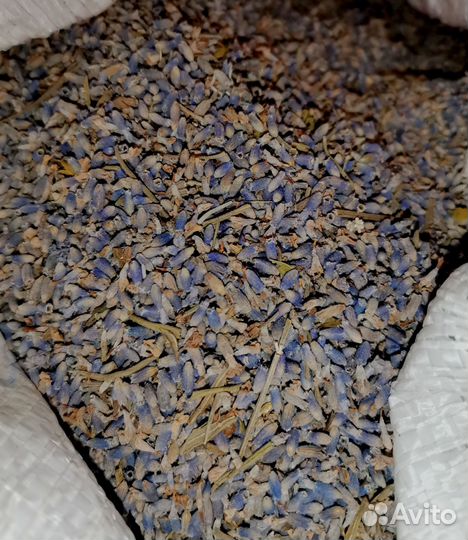 Лаванда цветки