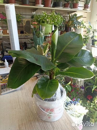 Банановое дерево домашнее