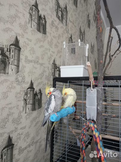 Попугай корелла