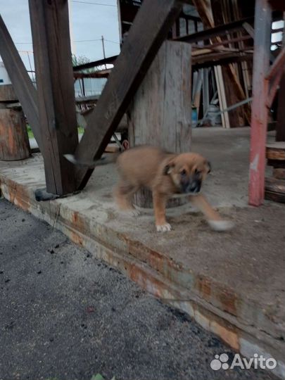 Щенок двортерьер